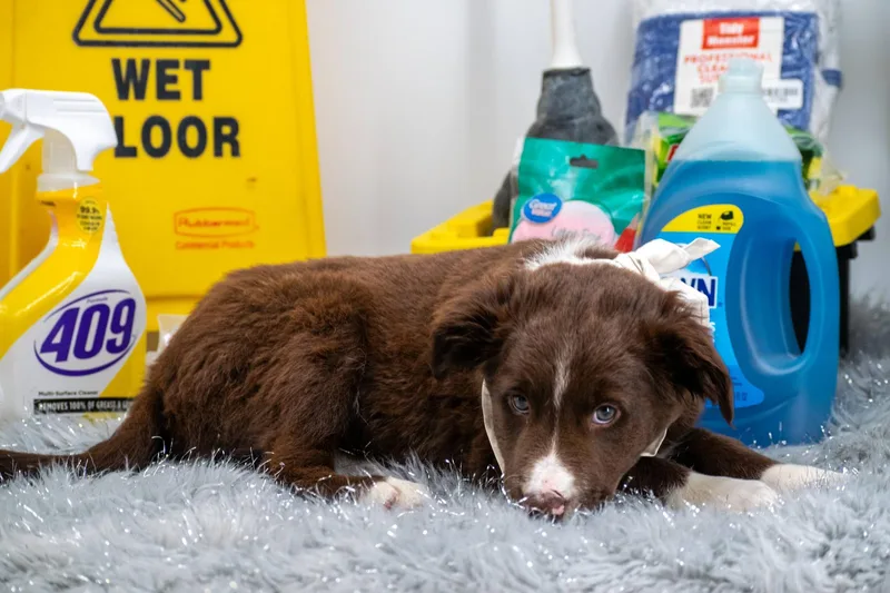 Doctor Detergent thumbnail 3