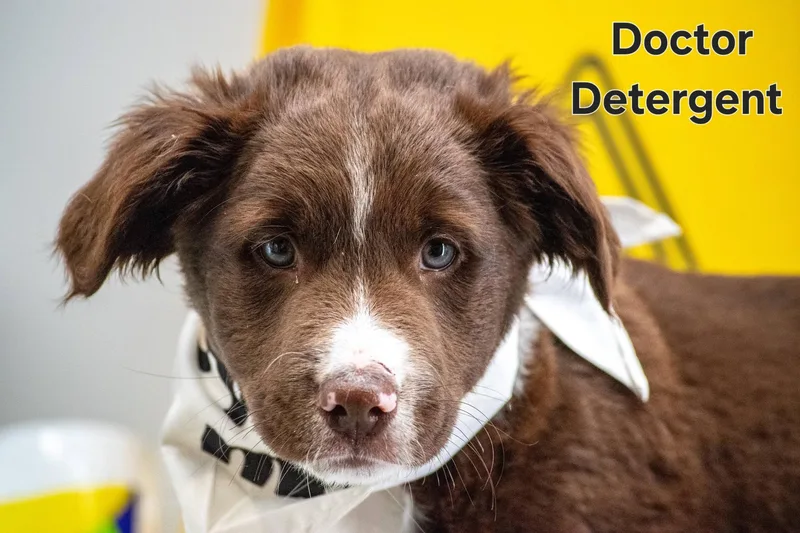 Doctor Detergent