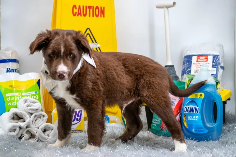 Doctor Detergent thumbnail 4