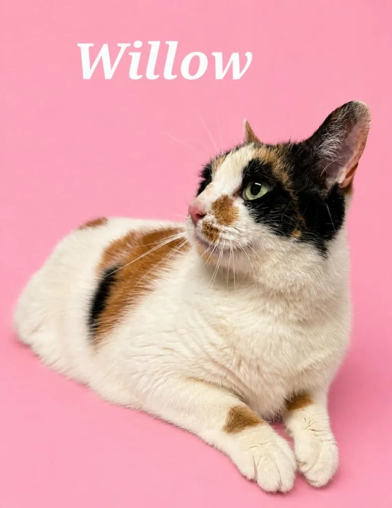 An adult small-sized female Domestic Short Hair cat named Willow for adoption in Rutherfordton, NC