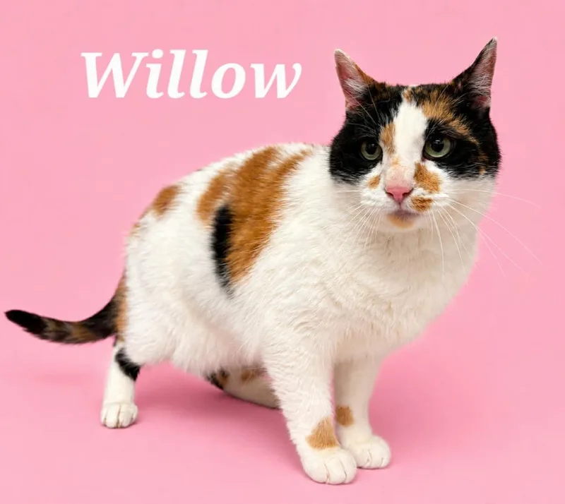 Willow thumbnail 3