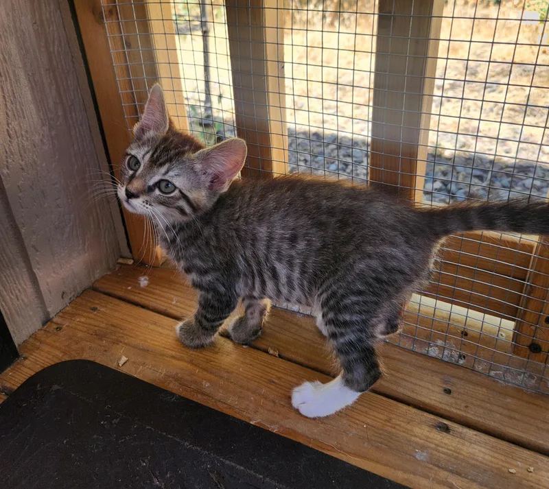 A baby small-sized male Gray / Blue / Silver Domestic Short Hair cat named Toby for adoption in Yarnell, AZ