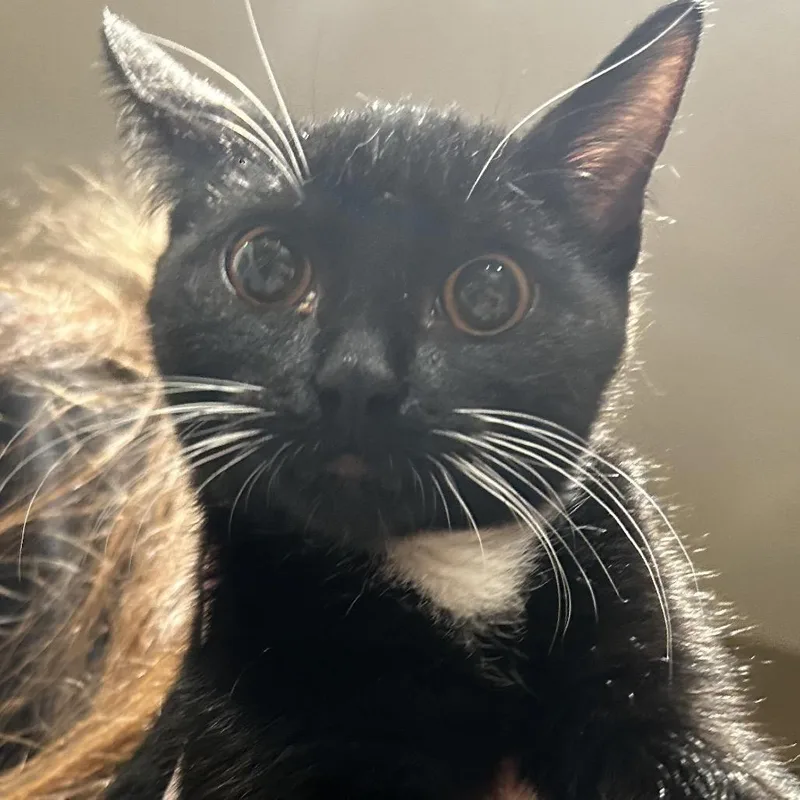 A baby small-sized female Black Domestic Short Hair cat named Andromeda Chino Hills for adoption in Chino Hills, CA