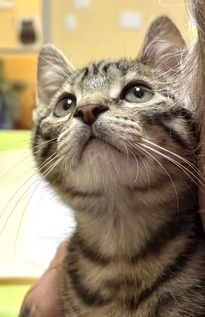 A baby small-sized male Domestic Short Hair cat named Theodore for adoption in New Orleans, LA