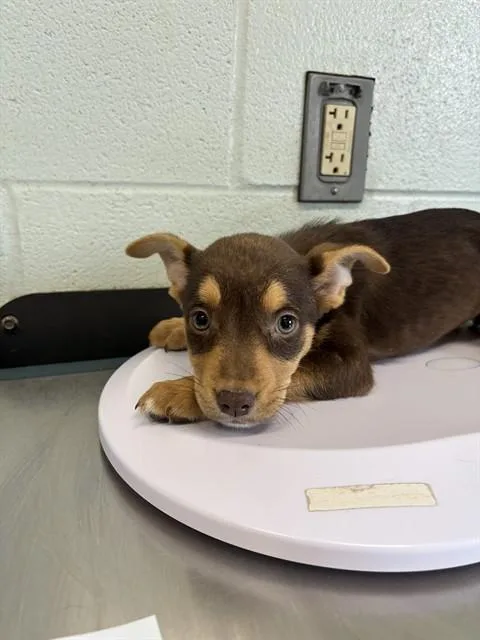 A baby small-sized female German Shepherd Dog dog named Cameila for adoption in Corpus Christi, TX