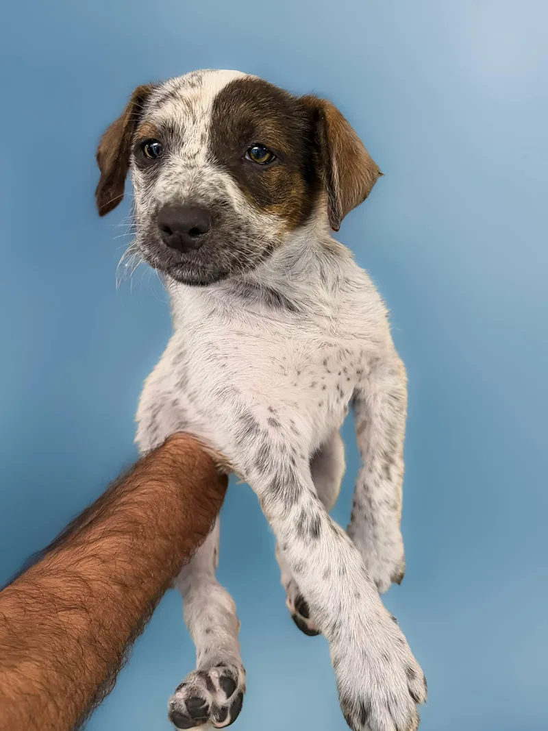 A baby medium-sized male Brown / Chocolate Hound dog named Jackson for adoption in Tomball, TX