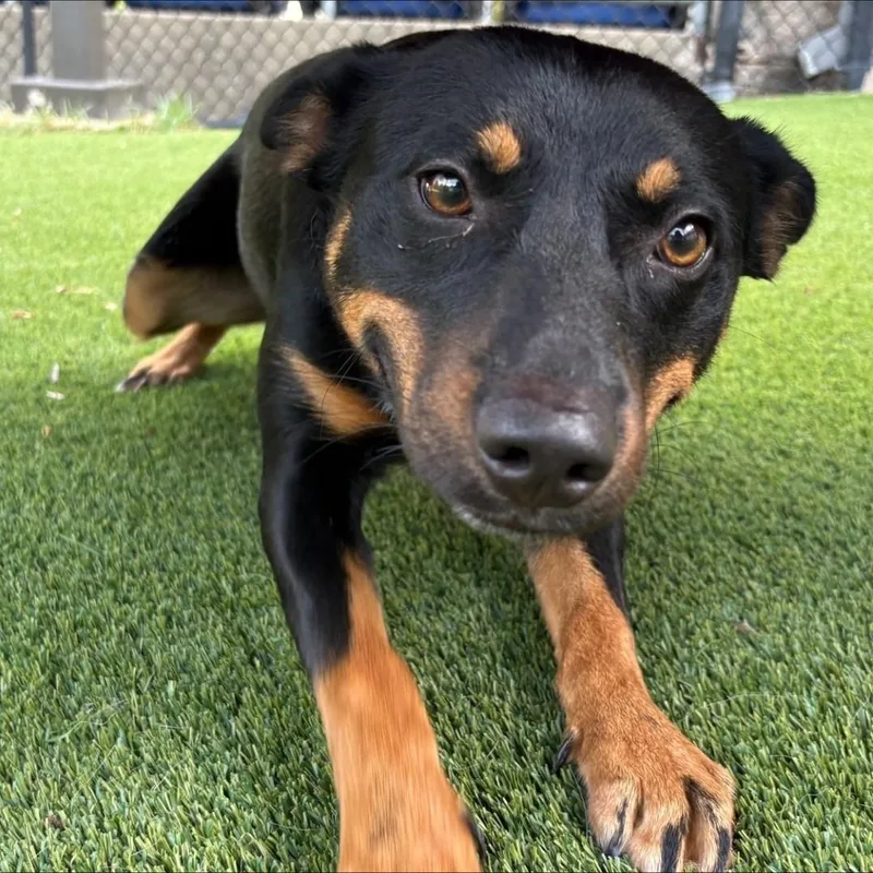 An adult medium-sized male Australian Kelpie dog named Scout for adoption in Allen, TX