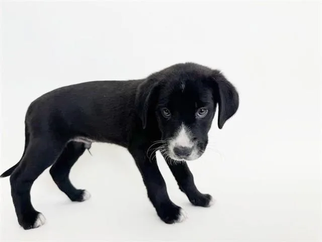 A baby small-sized male Terrier dog named Crockett for adoption in Saint Louis, MO