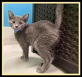 A baby small-sized male Domestic Short Hair cat named Dill for adoption in Peoria, IL