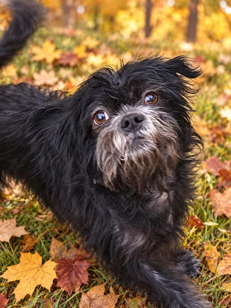 A young small-sized female Tricolor (Brown, Black, & White) Shih Tzu dog named Coco for adoption in Oakland, MI
