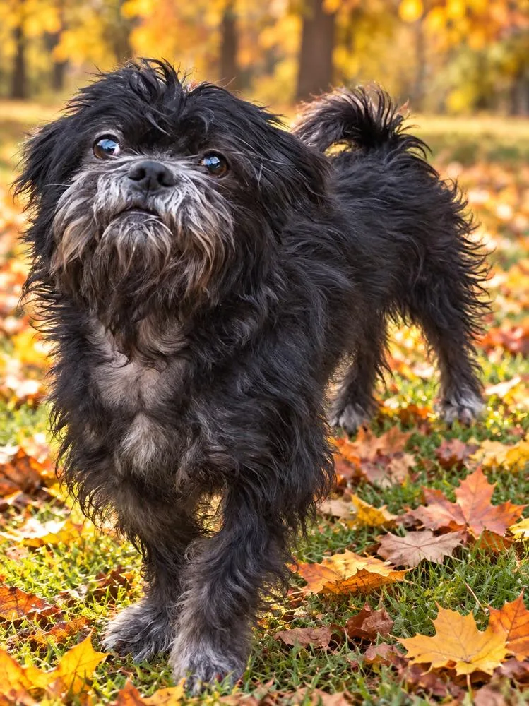 Coco thumbnail 2