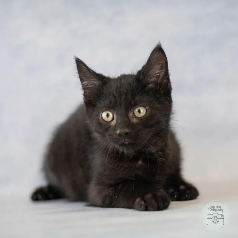 A baby medium-sized male Black Domestic Short Hair cat named Milton for adoption in Blairsville, PA