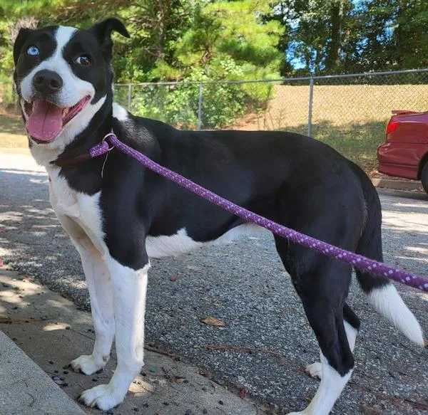 An adult medium-sized female Border Collie dog named Pen c Louise for adoption in Lawrenceville, GA