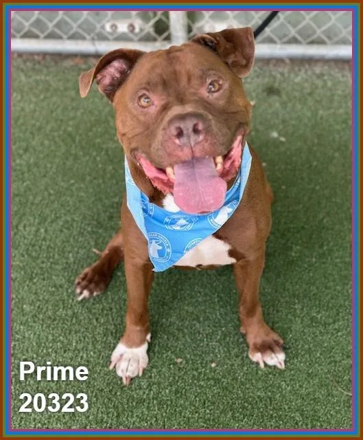 An adult large-sized male Brown / Chocolate Pit Bull Terrier dog named Prime for adoption in Marietta, GA