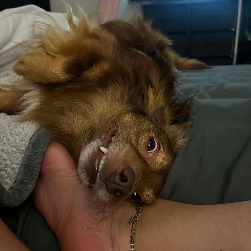 An adult small-sized male Red / Chestnut / Orange Chihuahua dog named Terry for adoption in Mobile , AL