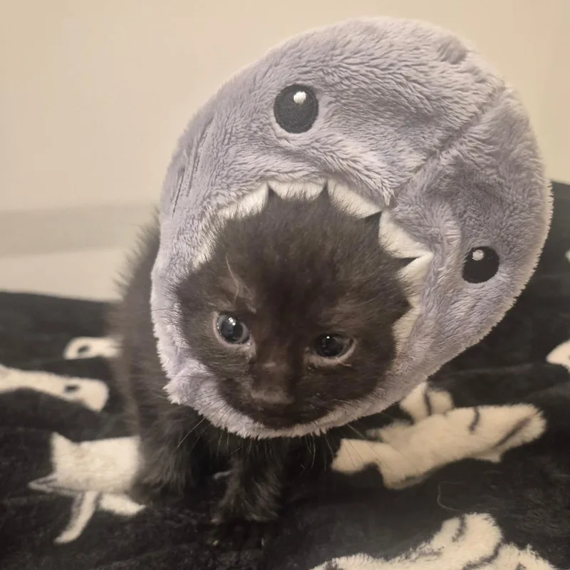 A baby small-sized female Black Domestic Short Hair cat named Rotini  Located in for adoption in Alexandria, VA