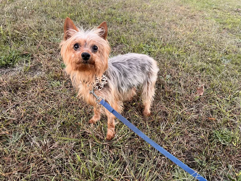 A senior small-sized female Yorkshire Terrier dog named Amelia for adoption in Egg Harbor City, NJ
