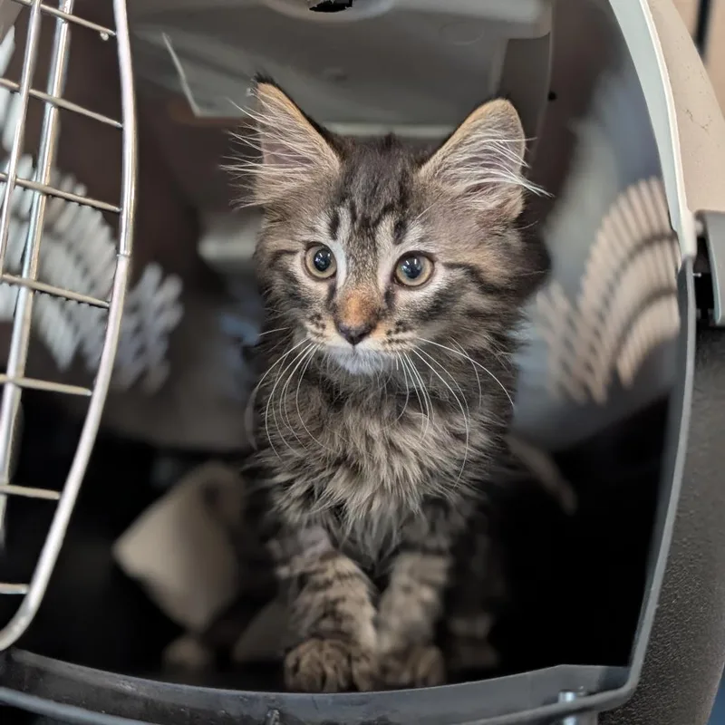 A baby small-sized male Black Domestic Medium Hair cat named Xander for adoption in Asheville, NC