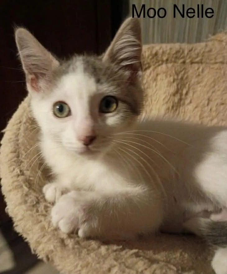 Moo Nelle thumbnail 2