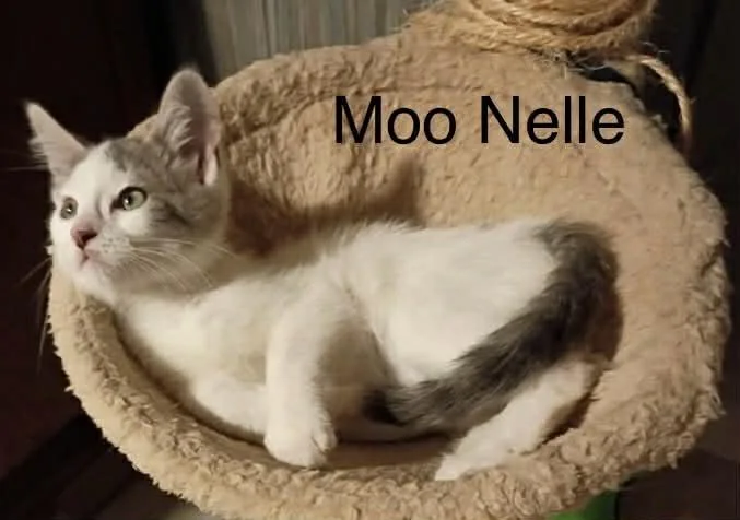 Moo Nelle thumbnail 4