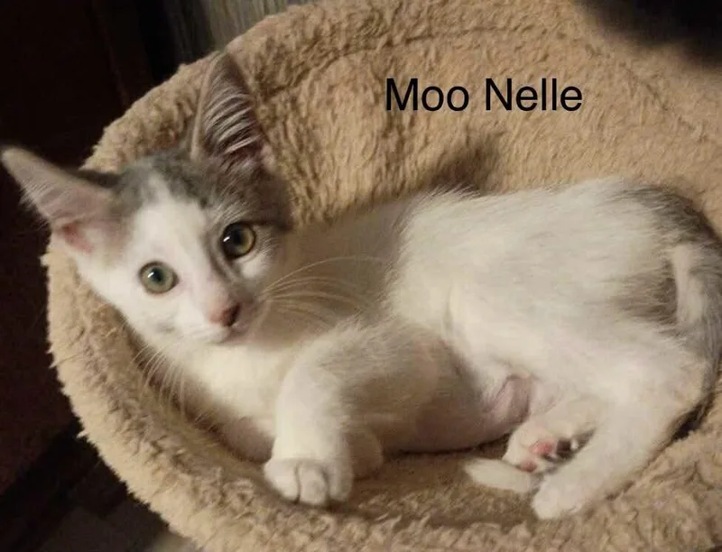 Moo Nelle thumbnail 5
