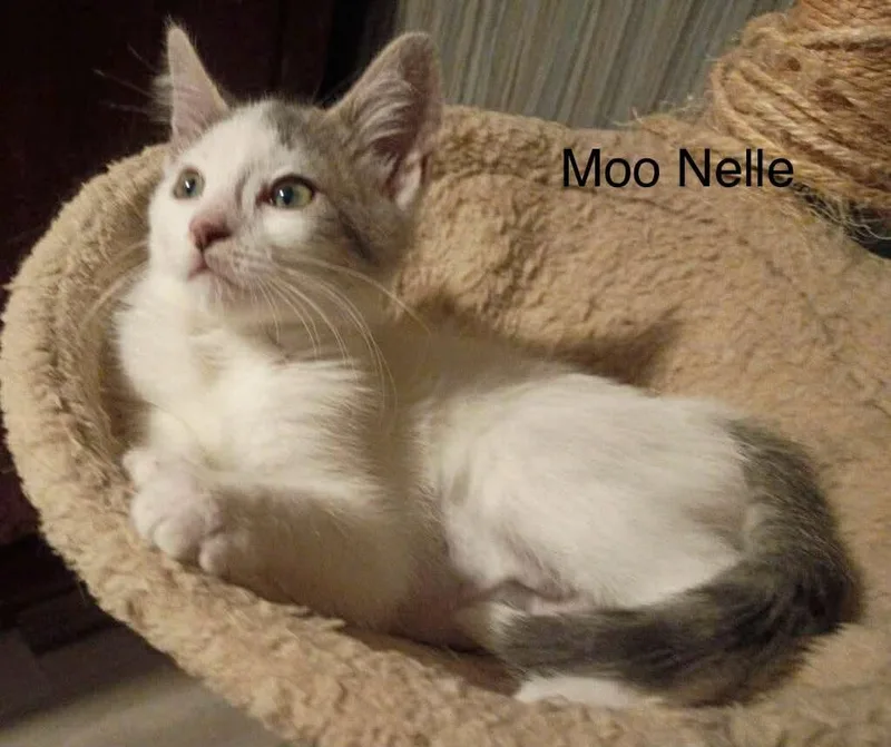 A young medium-sized female White Domestic Medium Hair cat named Moo Nelle for adoption in Wyandotte, MI