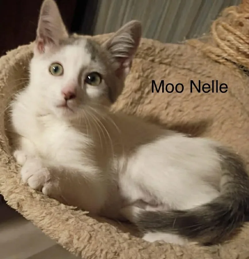 Moo Nelle thumbnail 6