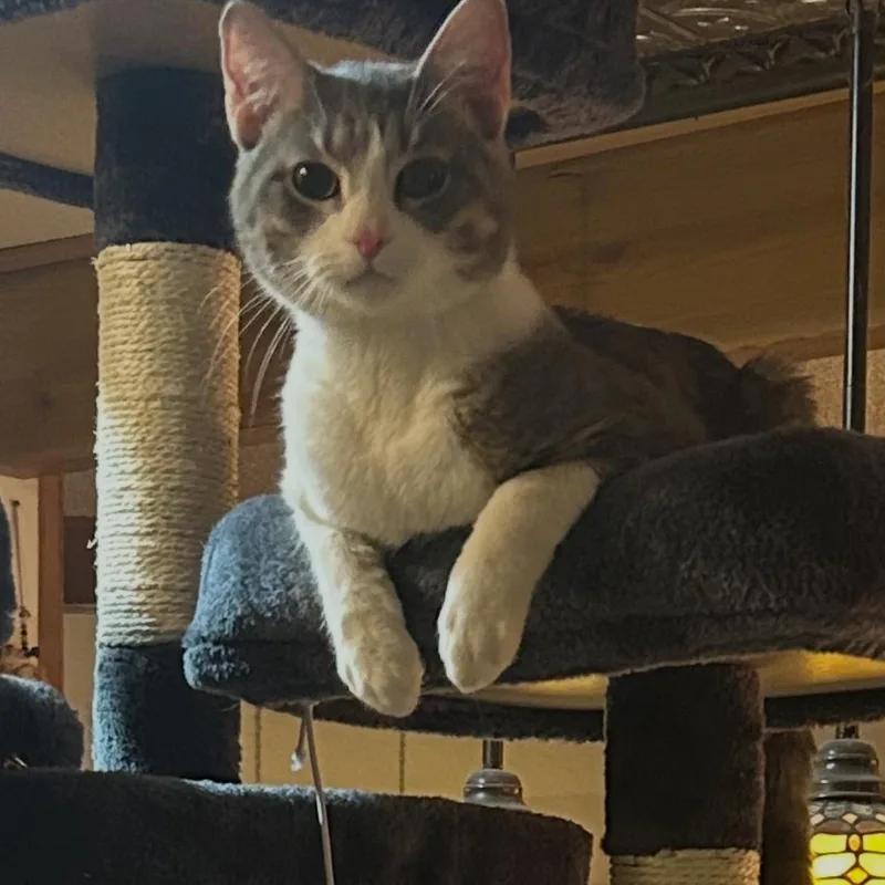 A young small-sized male Domestic Short Hair cat named Granite for adoption in Staten Island, NY