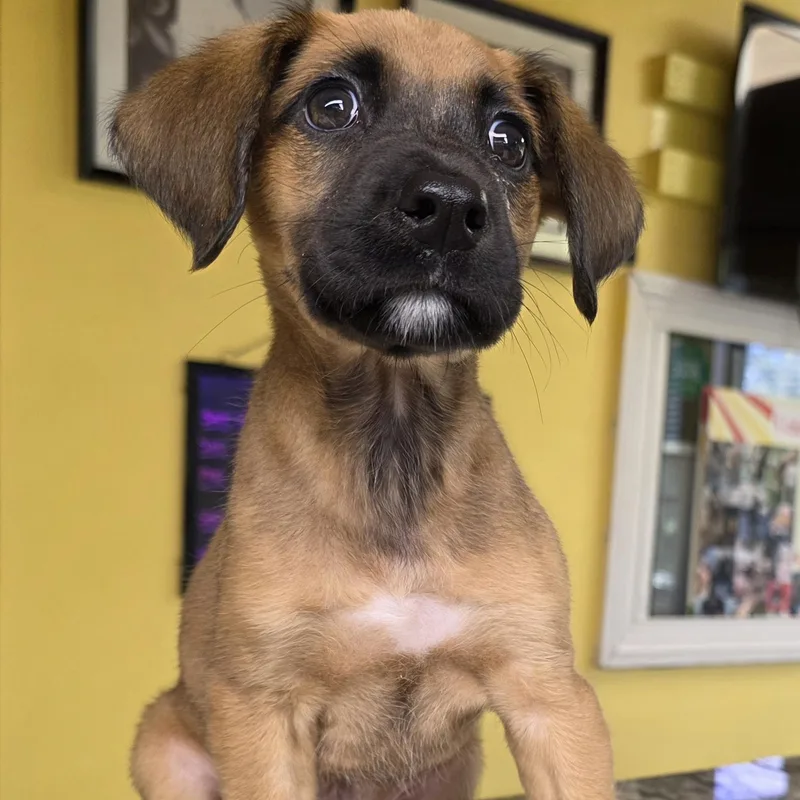 A baby medium-sized male Brown / Chocolate Chihuahua dog named Marshall for adoption in Boca Raton, FL
