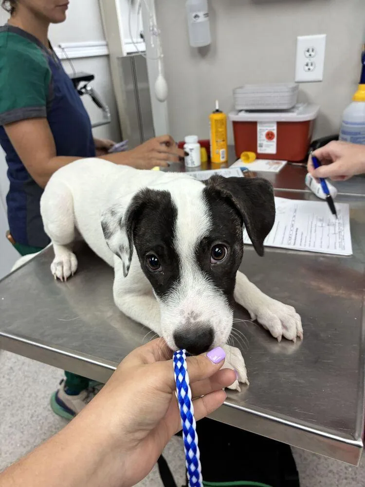 A baby small-sized male Jack Russell Terrier dog named Pepper for adoption in Marietta, GA