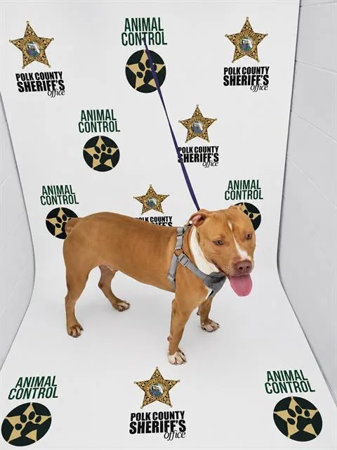 A young large-sized male American Bulldog dog named Buster for adoption in Winter Haven, FL