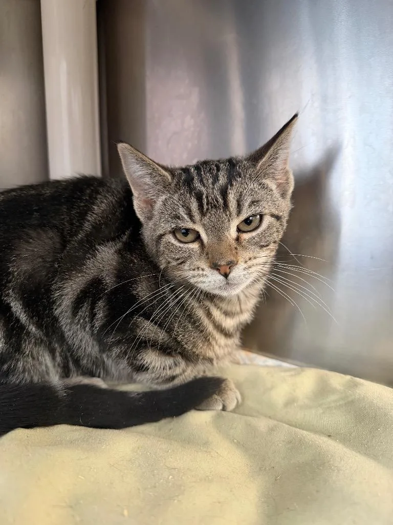 A baby medium-sized female Domestic Short Hair cat named Pearly for adoption in Pomona, NY