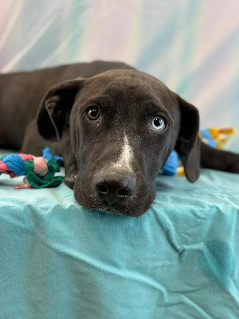 A baby large-sized male Pit Bull Terrier dog named Blue Eye for adoption in Nacogdoches, TX