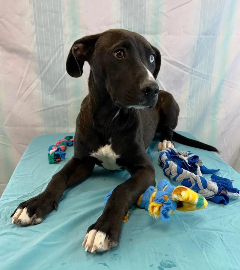 Blue Eye thumbnail 4