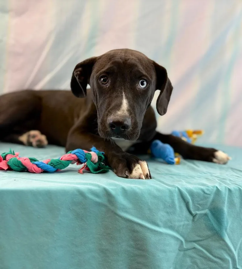 Blue Eye thumbnail 5