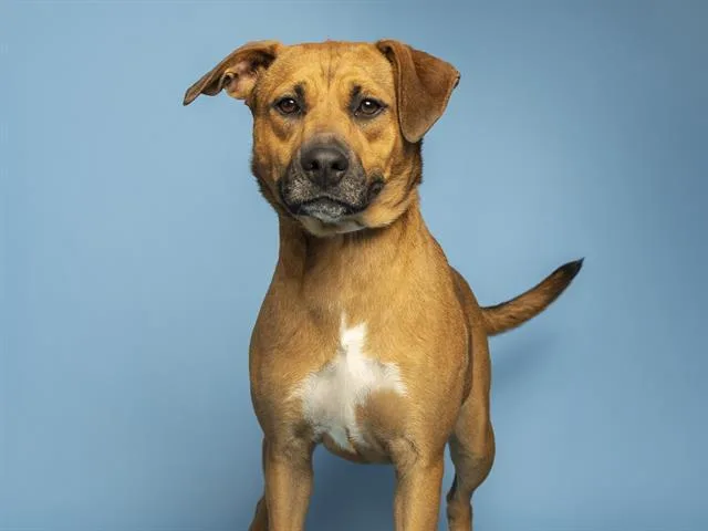 A young medium-sized female Pit Bull Terrier dog named Pixa for adoption in Phoenix, AZ
