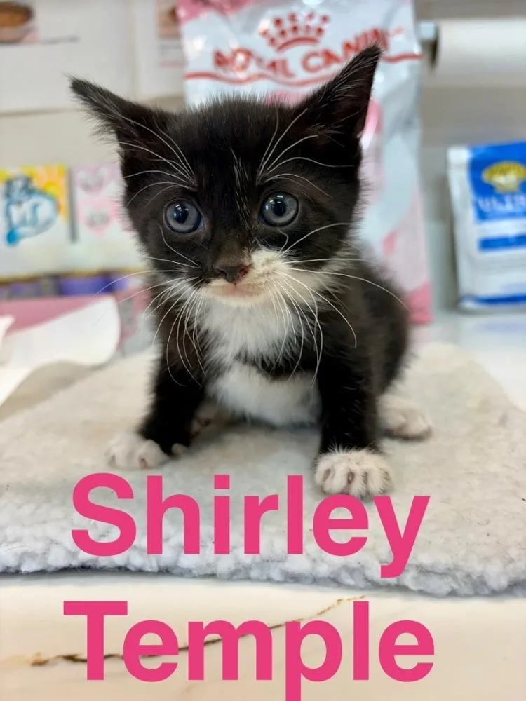 A baby small-sized female Black & White / Tuxedo Domestic Short Hair cat named Shirley Temple for adoption in Randolph, MA