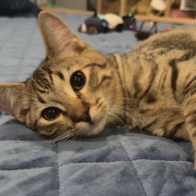 A baby small-sized male Brown / Chocolate Domestic Short Hair cat named Big Mac for adoption in Los Angeles, CA