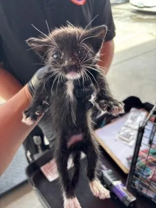 A baby small-sized female Black Domestic Short Hair cat named 61508755 for adoption in El Paso, TX