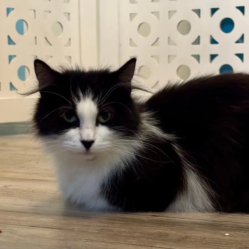 An adult medium-sized female Black Domestic Medium Hair cat named Oreo for adoption in Nashville, IN