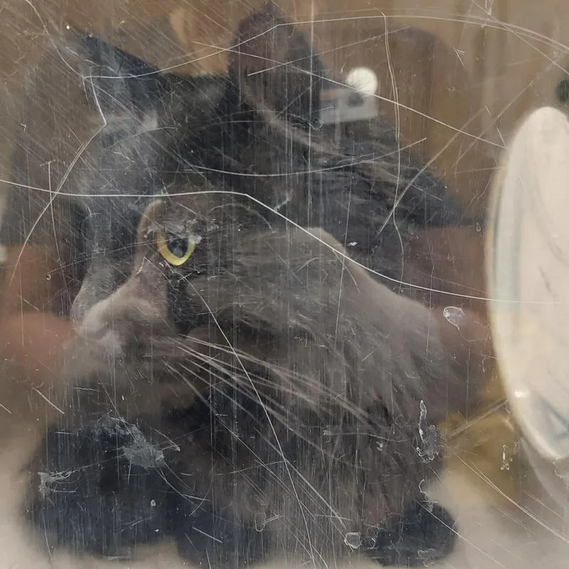 An adult medium-sized female Black Domestic Medium Hair cat named Olive for adoption in Reno, NV