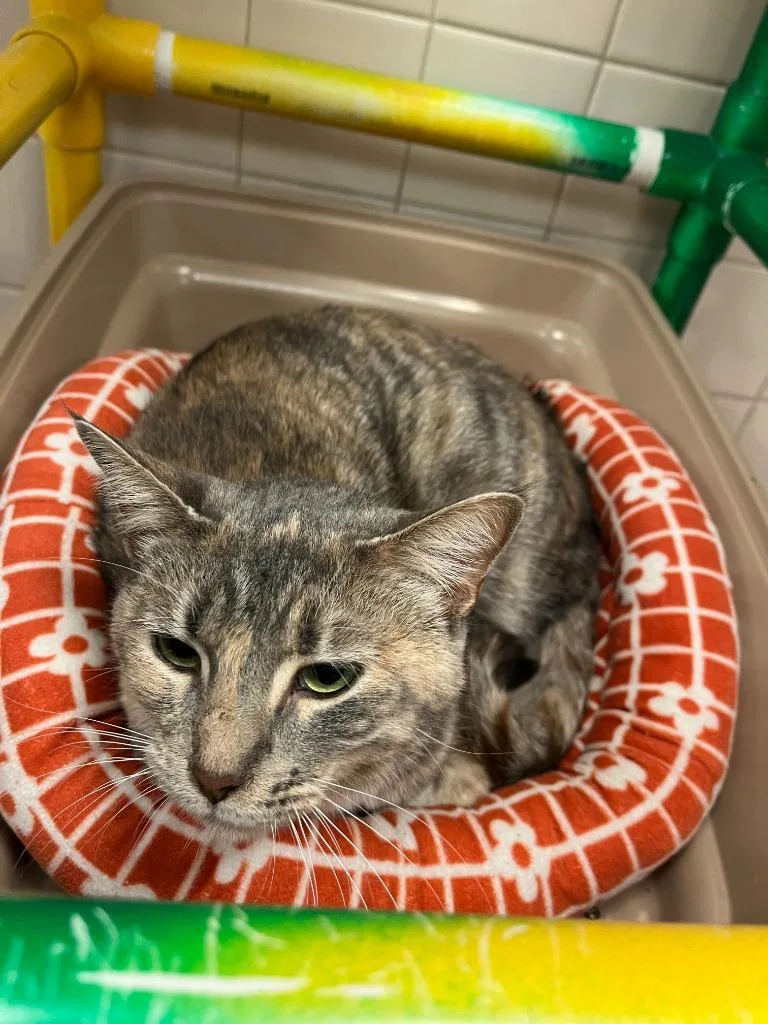 A young medium-sized female Domestic Short Hair cat named Cat Display Jinx for adoption in Greenville, TX