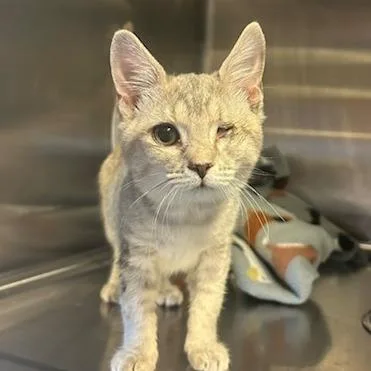 A baby small-sized female Domestic Short Hair cat named Lyla for adoption in Knoxville, TN