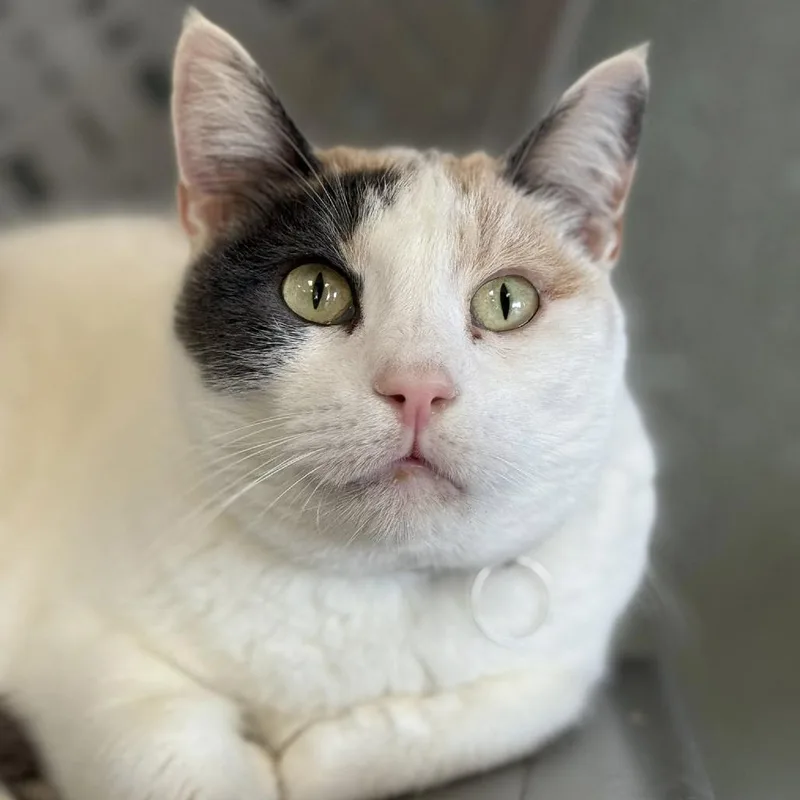 An adult small-sized female Calico Domestic Short Hair cat named Tempo for adoption in Tucson, AZ