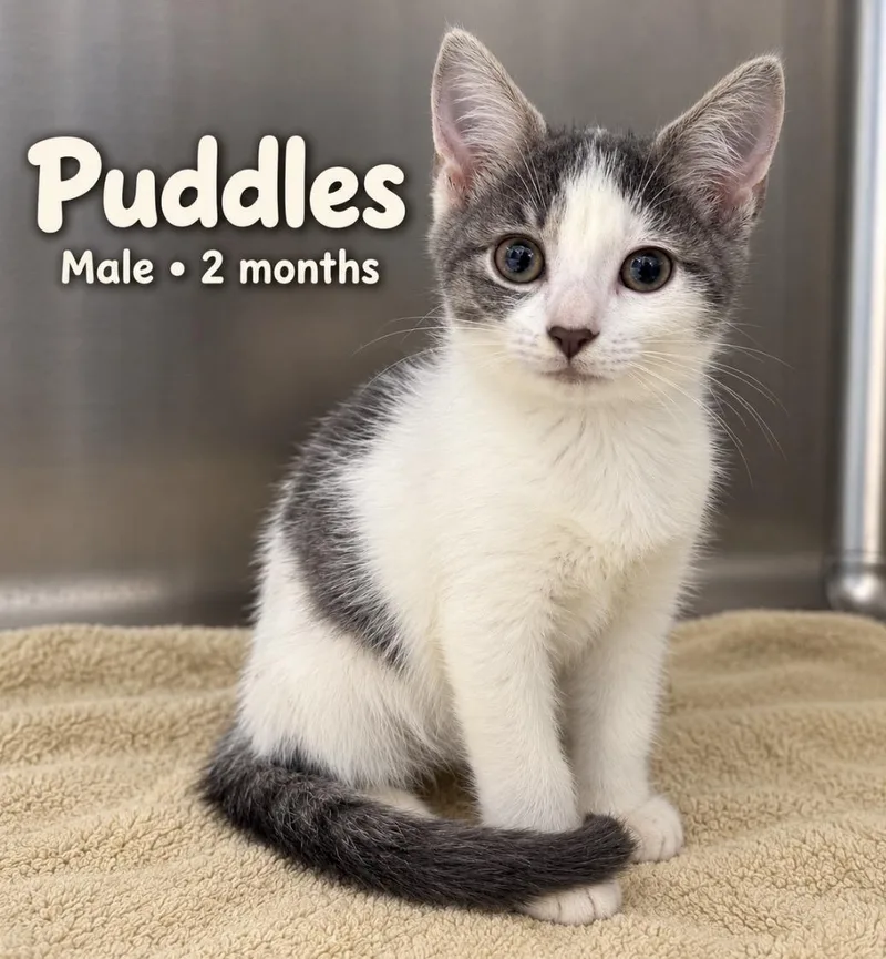 A baby small-sized male Gray & White Domestic Short Hair cat named Puddles for adoption in Pawleys Island, SC