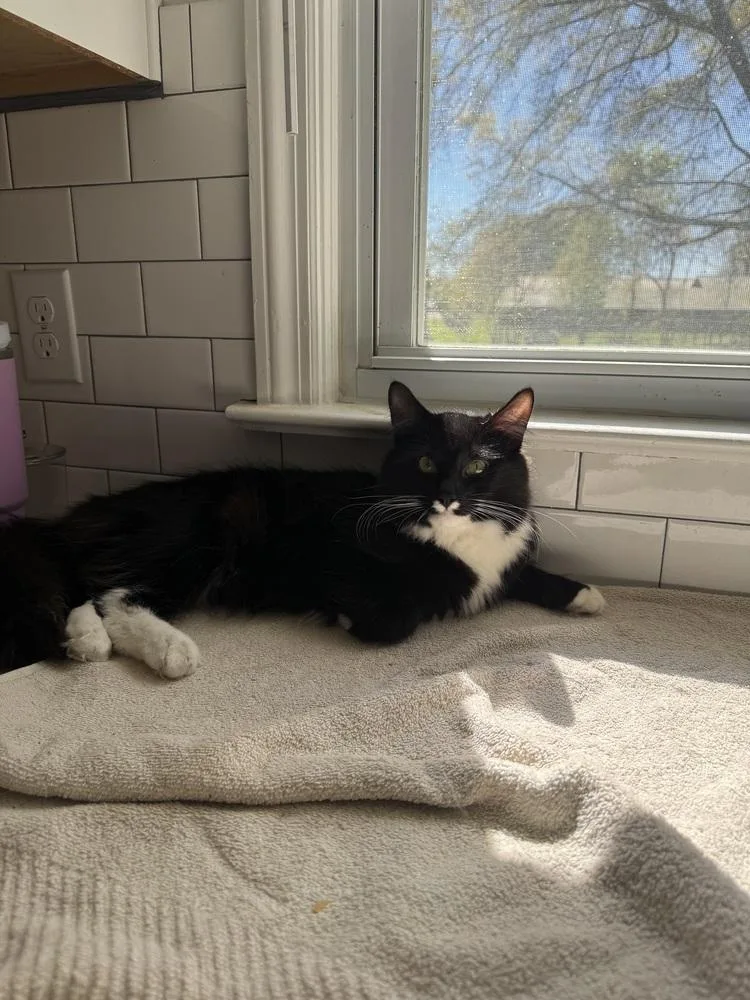An adult small-sized male Domestic Long Hair cat named Bandit for adoption in GREENVILLE, SC
