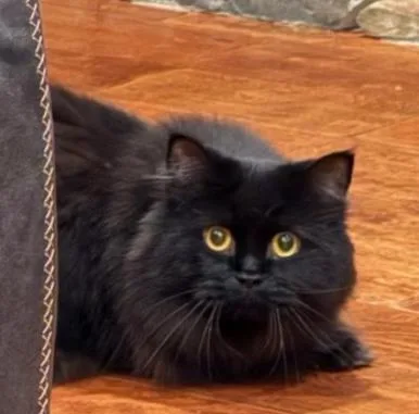 An adult small-sized male Black Persian cat named Ashtabula for adoption in Atlanta, GA