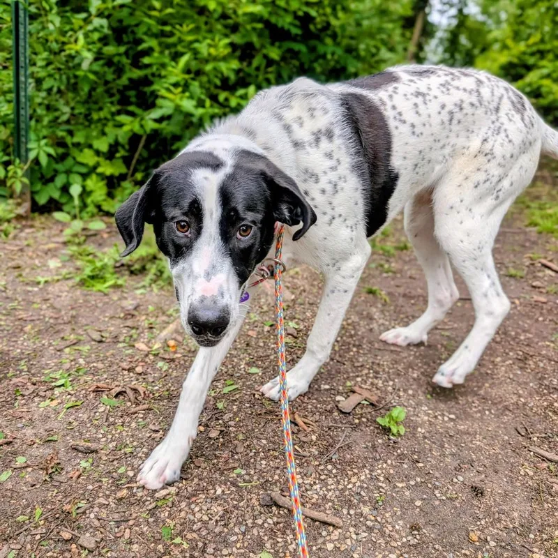 A young large-sized female White / Cream Mixed Breed dog named Marley Quinn for adoption in Grand Rapids, MI