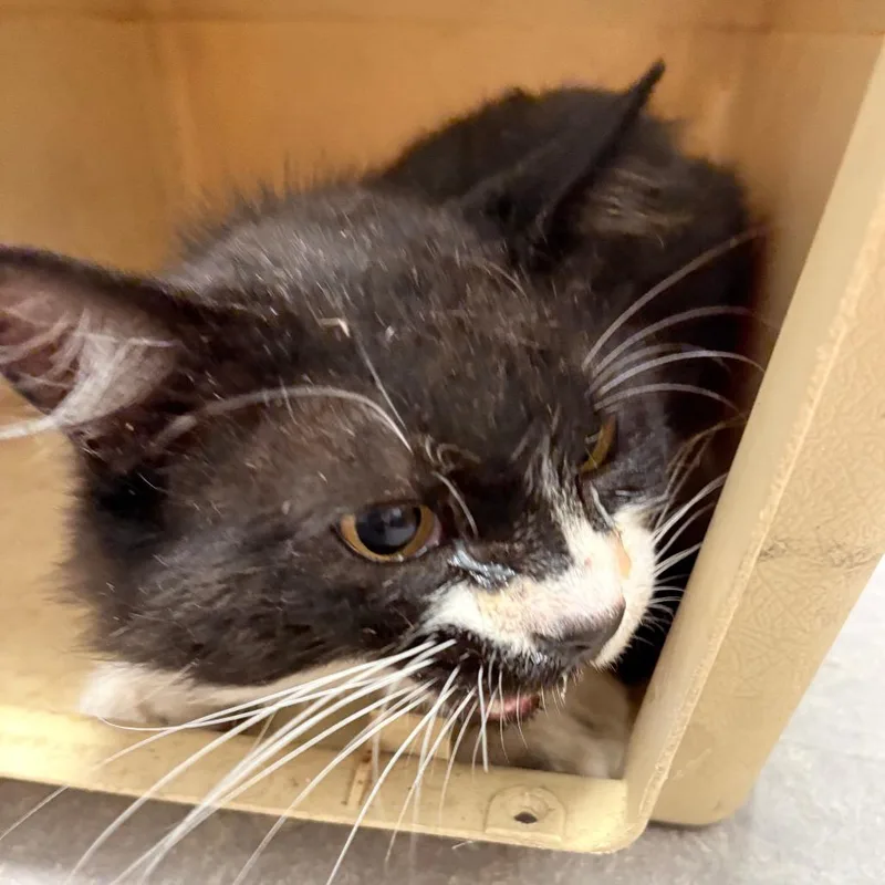 An adult small-sized male Black Domestic Medium Hair cat named Fluffy Ball for adoption in Philadelphia, PA