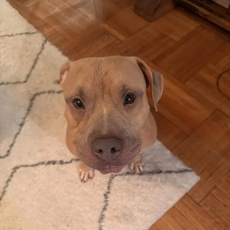 An adult large-sized male Brown / Chocolate Mixed Breed dog named Lucky Charm for adoption in Vassalboro, ME